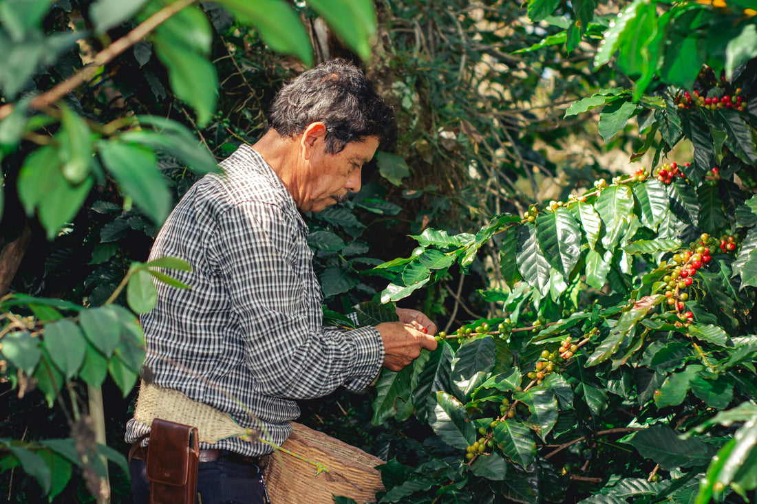 What Is Ethically Sourced Coffee?